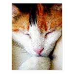 CARTE POSTALE - calicot de sommeil