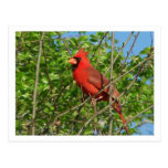 Carte postale cardinale rouge