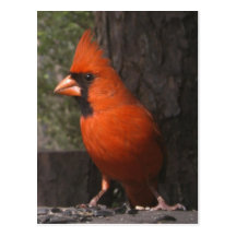 Carte postale cardinale rouge