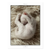 Carte postale - chaton de Perm de La d'ould de 5 s