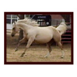 Carte postale courageuse de palomino