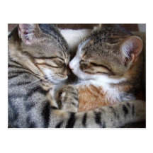 Carte postale d'amour de chat