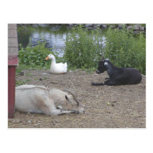 Carte postale d'animaux familiers au repos