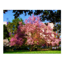 Carte postale d'arbre de magnolia