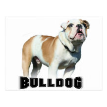 carte postale de bouledogue