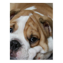 Carte postale de bouledogue de sommeil