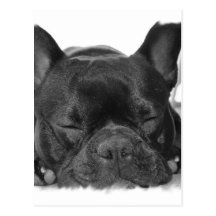 Carte postale de bouledogue français