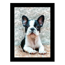Carte postale de bouledogue français