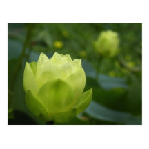 Carte postale de bourgeons de Lotus
