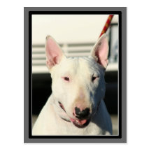 Carte postale de bull-terrier