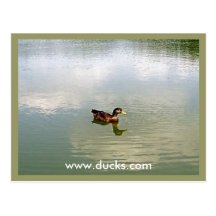 Carte postale de canard