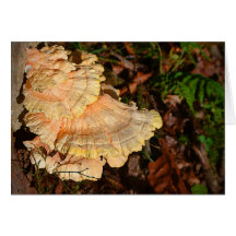 Carte postale de champignon