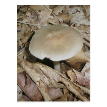 Carte postale de champignon de Brown
