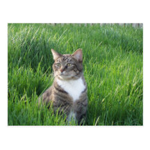 Carte postale de chat de garçon de nature