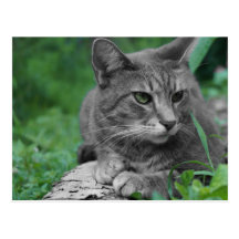 Carte postale de chat de yeux verts