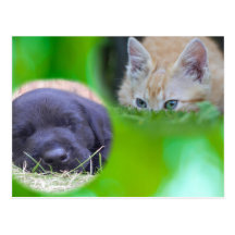 Carte postale de chat et de chien