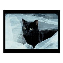 Carte postale de chat noir