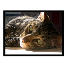 Carte postale de chat tigré