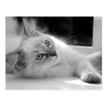 Carte postale de chaton de Ragdoll