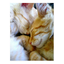 Carte postale de chatons de câlin