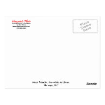 Carte postale de cheval blanc