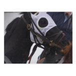 Carte postale de cheval de course