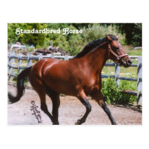 Carte postale de cheval de Standardbred