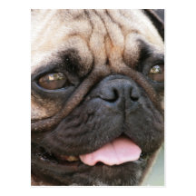 Carte postale de chien de carlin
