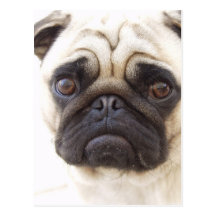 Carte postale de chien de carlin