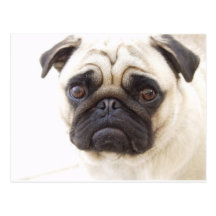 Carte postale de chien de carlin