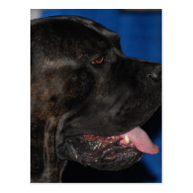 Carte postale de chien de Corso de canne