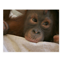 Carte postale de chimpanzé de bébé
