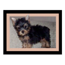Carte postale de chiot de Yorkshire Terrier