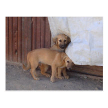 Carte postale de chiots de Koochee