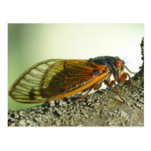 Carte postale de cigale périodique