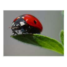 Carte postale de coccinelle