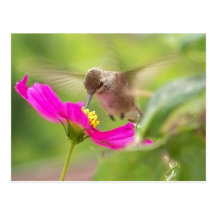 Carte postale de colibri de bébé