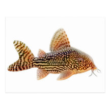 Carte postale de Corydoras Sterbai