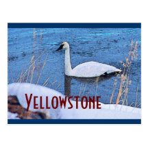 Carte postale de cygne de Yellowstone