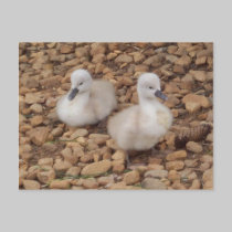 Carte postale "de cygnes de bébé" cartes postales