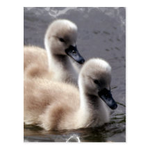 Carte postale de cygnes de bébé