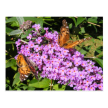 Carte postale de ~ d'amis de papillon