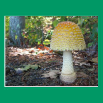 Carte postale de ~ de calendrier de champignon d'a cartes postales