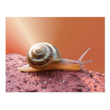 Carte postale de ~ de l'escargot w/ray