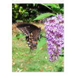 Carte postale de ~ de papillon de Spicebush
