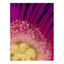 carte postale de détail de fleur