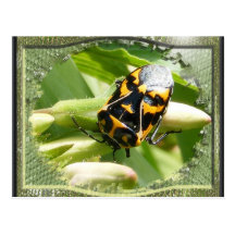 Carte postale de ~ d'insecte de puanteur de harleq