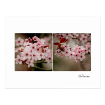 Carte postale de diptyque de Sakura