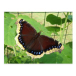 Carte postale de ~ du papillon 56