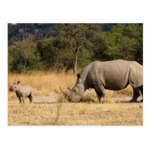 Carte postale de famille de rhinocéros